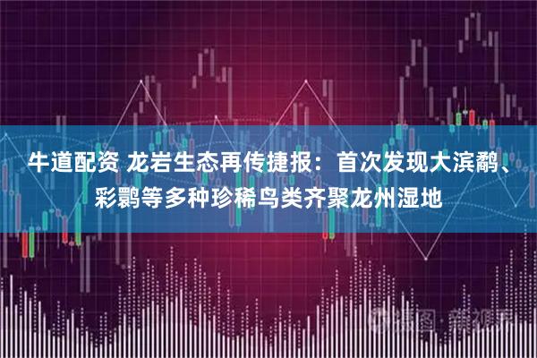 牛道配资 龙岩生态再传捷报：首次发现大滨鹬、彩鹮等多种珍稀鸟类齐聚龙州湿地